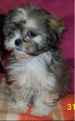 Avis Aux Specialiste De Shih Tzu Chiens Forum Animaux