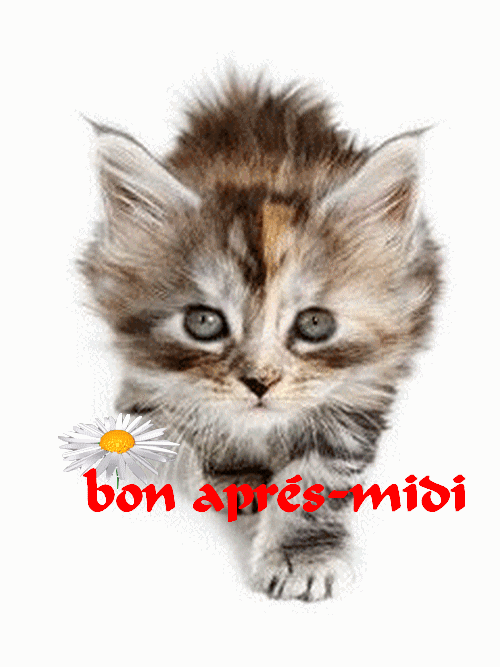 Bon Apres Midi Chat Bon Apres Midi Matin Lynea18 Photos Club Doctissimo Bon Apres Midi Chat Bon Apres Midi Matin Lynea18 Photos Club Doctissimo