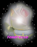 TENDRESSE ROSE BLANCHE