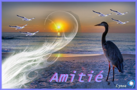 AMITIE oiseau mer123
