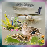Bon courage-douce amitié canard du lac