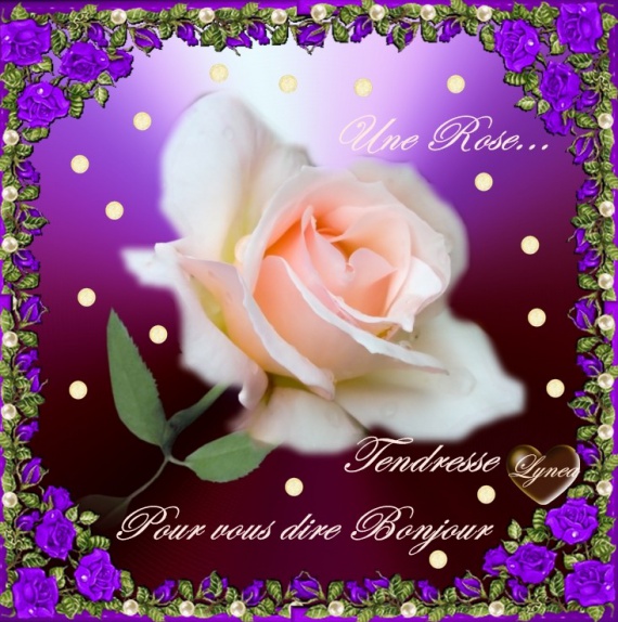 une rose pour vous dire bonjour tendresse lynea