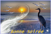 BONNE SOIREE oiseau mer lynea