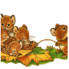 écureuils automne