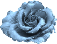 Rose bleu-gris
