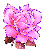 rose rose jolie