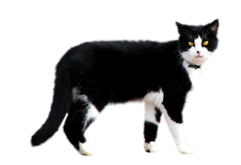 Chat Noir Et Blanc Chats Chiens Lynea18 Photos Club Doctissimo Chat Noir Et Blanc Chats Chiens Lynea18 Photos Club Doctissimo