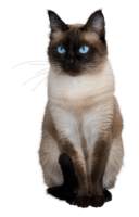 chat yeux bleus