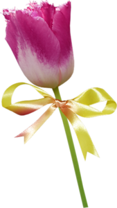 tulipe ruban