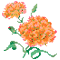 roses oranges