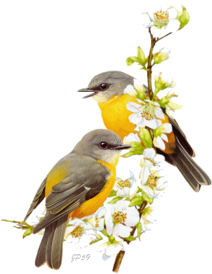 oiseaux jaunes sur branche