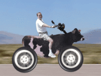 vache avec des roues