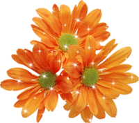 fleurs oranges