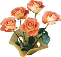 roses orangées