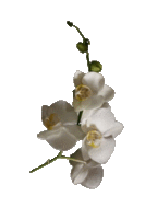 fleurs blanches