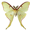 papillon vert blanc