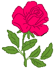 rose fusc