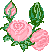 fleursroses
