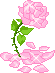rose rose petite