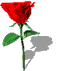 rose rouge petite