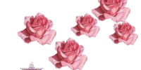 petite roses roses