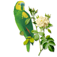 oiseau vert