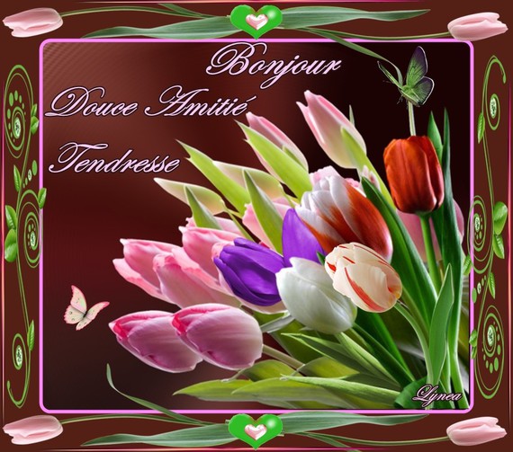 bonjour-douce amité-tendresse-tulipes de lynea