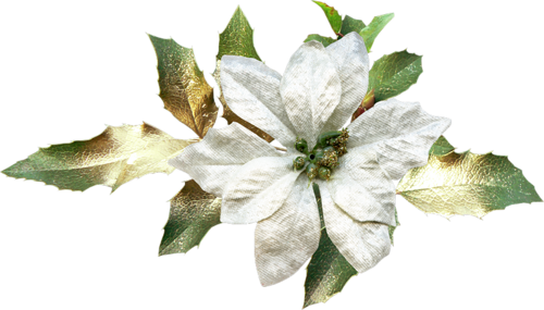 fleur blanche de noel