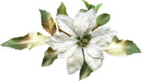 fleur blanche de noel