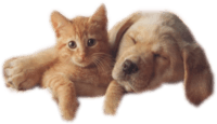chien et chat mignons