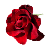 rouge rose
