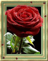 ROSE-ROUGE-5