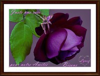 amitié, juste une rose pour notre amitié-bisous de Lynea