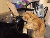 chat pianiste