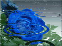 rose bleue