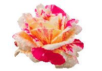 rose jolie