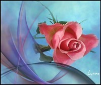 rose jolie de Lynea