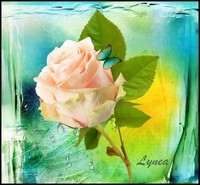 larmes de la rose Lynea
