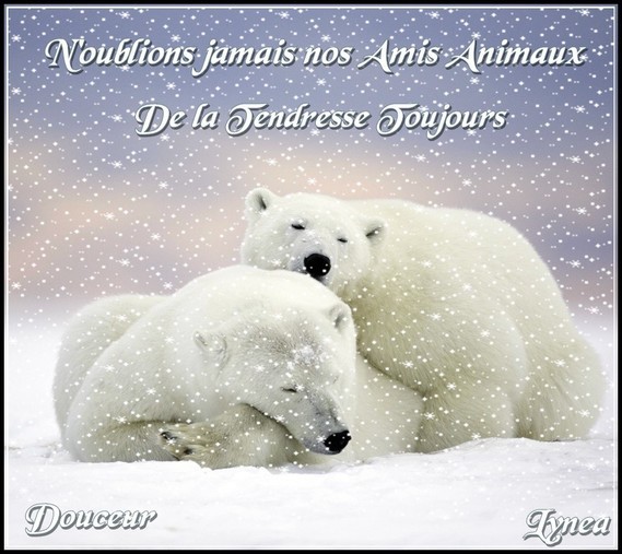 N Oublions Jamais Nos Amis Animaux De La Tendresse Toujours Douceur De Lynea Hiver Neige Diverses Images Lynea18 Photos Club Doctissimo