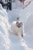 chat neige