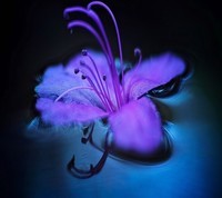 bleue fleur