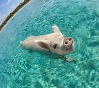 cochon qui nage