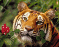 tigre rose