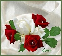Roses rouges blanches de Lynea
