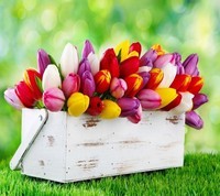 fleurs tulipes