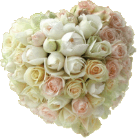 blanc rose fleur