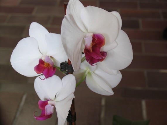 fleurs-orchidees