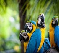 parrots