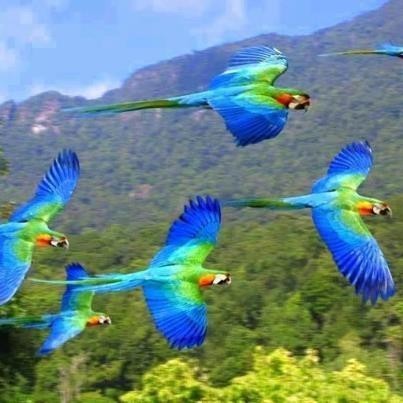 bleus oiseaux