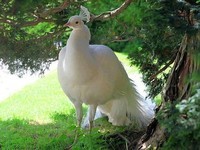 oiseau blanc